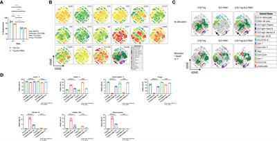 Allogeneic cord blood regulatory T cells decrease dsDNA antibody and improve albuminuria in systemic lupus erythematosus